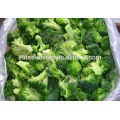 Chinese cultivation IQF frozen vegetable broccoli